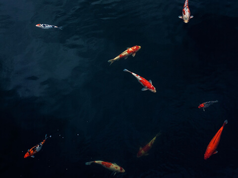 iHover – CSS3 image hover effect demo 1